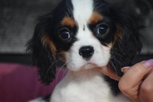 Cavalier King Charles pups, Dieren en Toebehoren, Honden | Retrievers, Spaniëls en Waterhonden, Teef, Spaniël, Fokker | Professioneel