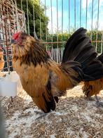 Antwerpse baardkriel hanen, Dieren en Toebehoren