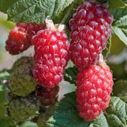 Taybes, Tuin en Terras, Planten | Fruitbomen, Ophalen