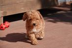 Prachtige Maltipoo pups (abrikoos/rood), Dieren en Toebehoren, België, Overige rassen, CDV (hondenziekte), 8 tot 15 weken