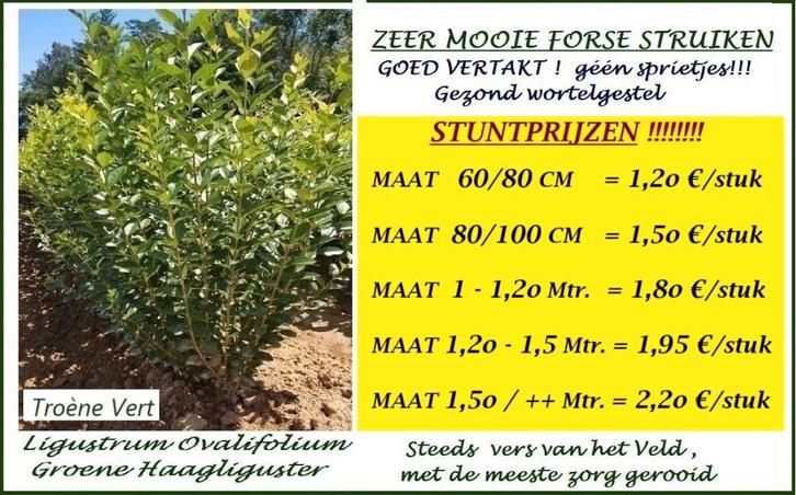 PROMO !!! GROENE HAAG LIGUSTRUM MAAT 60/80 CM = 1,2o€/Stuk, Tuin en Terras, Planten | Struiken en Hagen, Haag, Liguster, Minder dan 100 cm