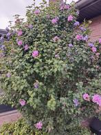 Zeeeer grote hibiscus struik met veeel paarse bloemen, Tuin en Terras, Ophalen