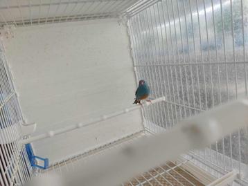 Blauwkop Blauwfazantjes  beschikbaar voor biedingen