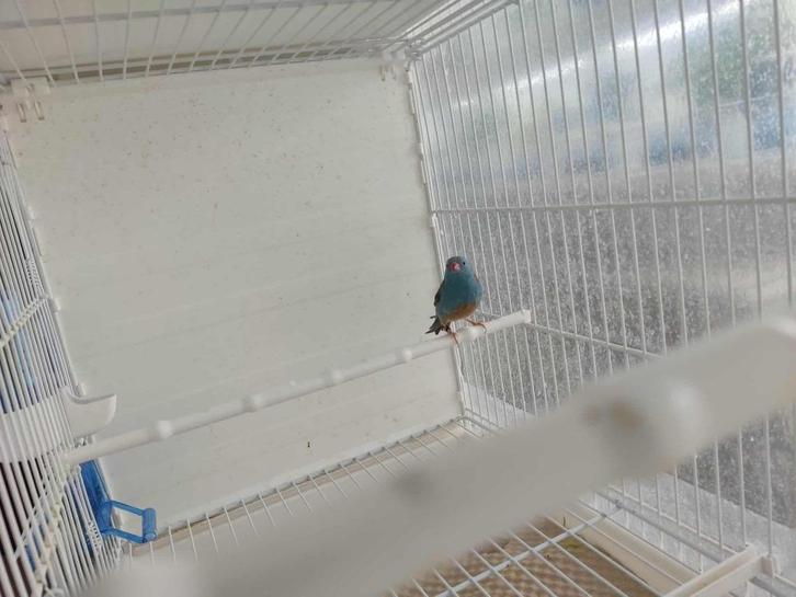 Blauwkop Blauwfazantjes, Dieren en Toebehoren, Vogels | Overige Vogels, Tropenvogel, Mannelijk, Geringd