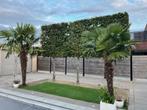 palmbomen, Tuin en Terras, Planten | Bomen, Ophalen, Palmboom, 100 tot 250 cm