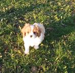 Cavalier king charles pups van geteste ouders, België, Fokker | Hobbymatig, 8 tot 15 weken, CDV (hondenziekte)