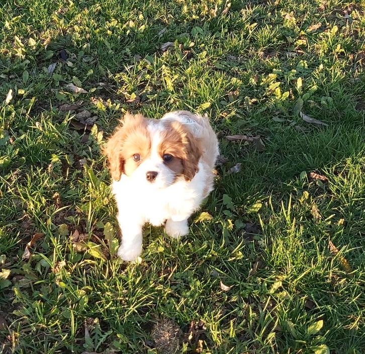 Chiots Cavalier King Charles de parents testés, Animaux & Accessoires, Chiens | Retrievers, Épagneuls & Chiens d'eau, Plusieurs animaux