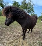 Mini paardje zoekt nieuw huis, Gechipt, Ruin, 3 tot 6 jaar, A pony (tot 1.17m)