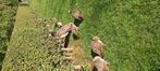 Pauwen te koop, Dieren en Toebehoren, Pluimvee, Meerdere dieren, Overige soorten