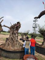 Olivier centenaire,olijfbomen, Enlèvement ou Envoi, Plantes fruitières, Plante fixe