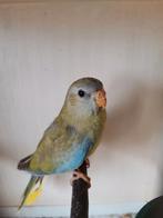 Splendid cinnamon 25, Dieren en Toebehoren, Geringd