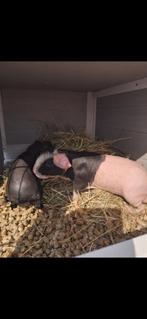 Male skinny 8 mois tricolore, Dieren en Toebehoren, Knaagdieren en Konijnen | Toebehoren, Ophalen