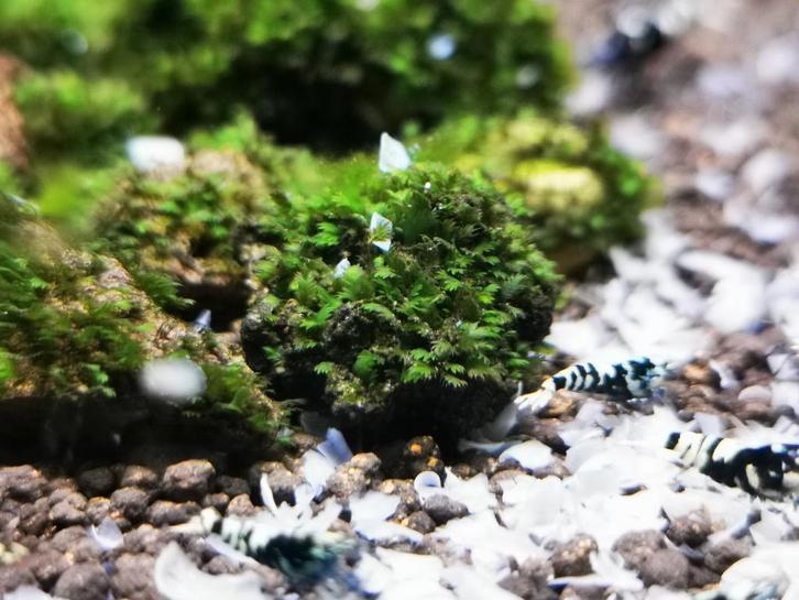 Différents types de fissindens sur pierre, Animaux & Accessoires, Poissons | Aquariums & Accessoires, Enlèvement ou Envoi