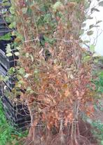 Haagplanten haagbeuk, beukenhaag, meidoorn, liguster, Tuin en Terras, Ophalen, Beukenhaag
