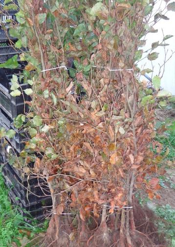 Haagplanten haagbeuk, beukenhaag, meidoorn, liguster beschikbaar voor biedingen