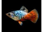 Platy Blue Calico, Vis, Zoetwatervis