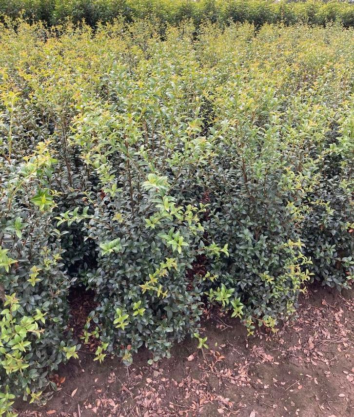 Osmanthus burkwoodii kluitplanten in maten, Tuin en Terras, Planten | Struiken en Hagen, Ophalen of Verzenden