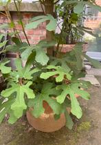 Vijgenboom in pot, Ophalen, In pot
