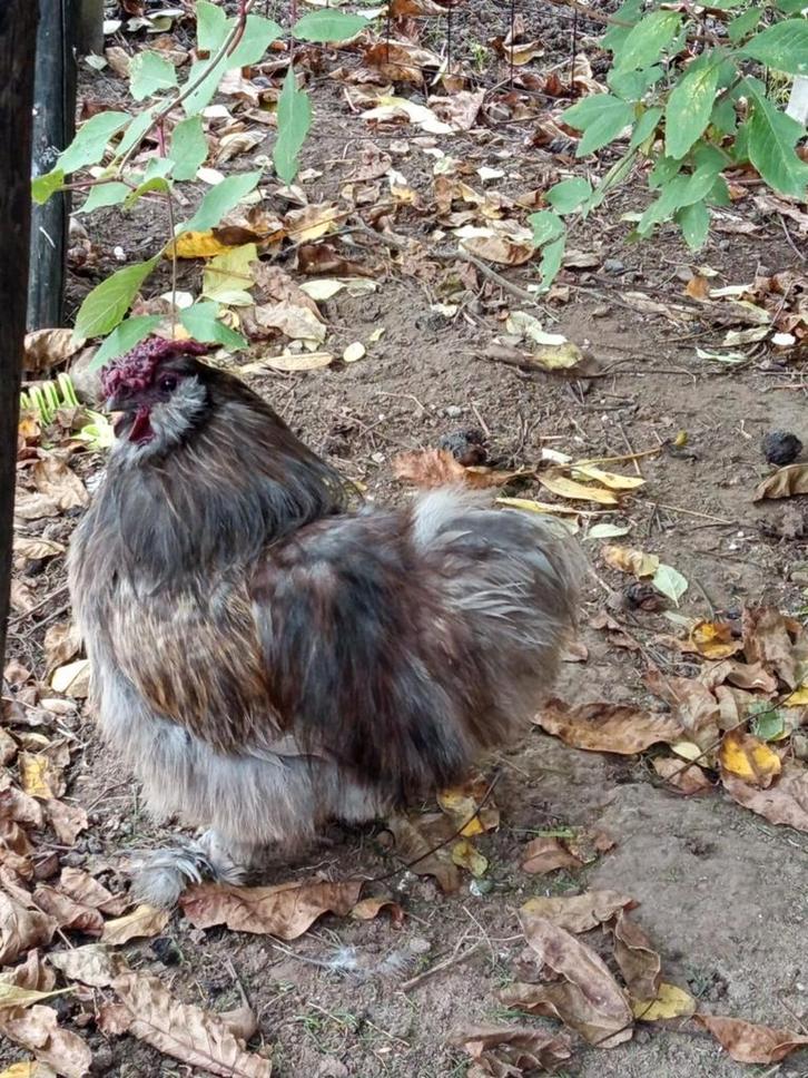 Mooi zijdehoen haan ongeveer 2 jaar oud, Dieren en Toebehoren, Pluimvee, Kip