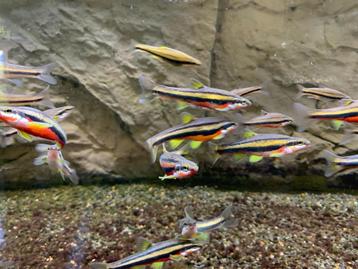 Chrosomus Erythrogaster 4-5 cm roodbuik elrits beschikbaar voor biedingen