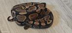 ball python 0.3 100% het ultramel 66% het pied, Dieren en Toebehoren, Slang, Tam, 0 tot 2 jaar