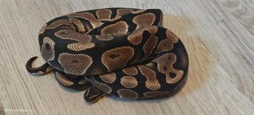 ball python 0.3 100% het ultramel 66% het pied, Serpent, Domestique, 0 à 2 ans