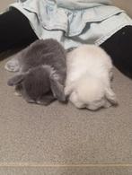 Mini lop vrouwtjes, Dieren en Toebehoren, Konijnen, Groot