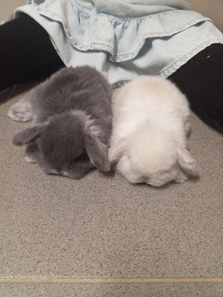 Mini lop vrouwtjes, Dieren en Toebehoren, Konijnen, Groot