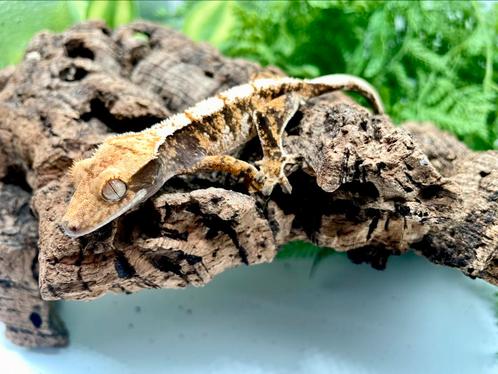 Zeer mooie tricolor ongesext, Dieren en Toebehoren, Reptielen en Amfibieën