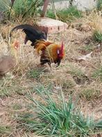 Hollandse krielen, Dieren en Toebehoren, Pluimvee, Meerdere dieren, Kip