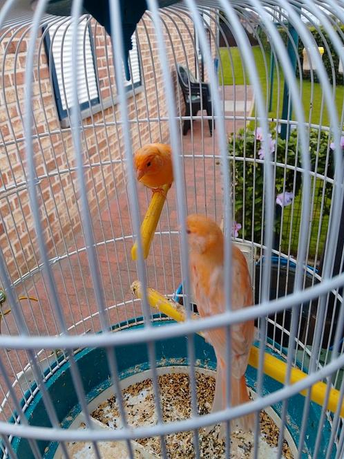 ZEER goed fluitende Kleurkanaries van 2025 geringd, Dieren en Toebehoren, Vogels | Kanaries, Zangkanarie, Meerdere dieren