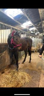 Eerlijke knappe 3jarige hengst, Dieren en Toebehoren, Paarden, Zadelmak, 170 tot 175 cm, Recreatiepaard, Gechipt