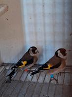 Distelvinken, Animaux & Accessoires, Plusieurs animaux