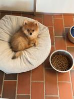 Prachtige raszuivere pomeriaantjes nog 1 reutje, België, Particulier, Keeshond, 8 tot 15 weken