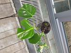 Monstera bonte albo-plant, Huis en Inrichting, Ophalen, Halfschaduw, In pot, Minder dan 100 cm