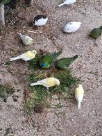 vogels, Dieren en Toebehoren, Meerdere dieren