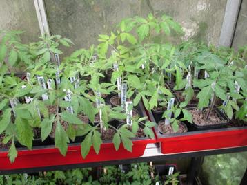 Tomatenplanten vele soorten