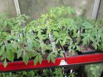 Tomatenplanten vele soorten, Annuelle, Plein soleil, Enlèvement, Été