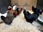 Jonge tamme Antwerpse Baardkriel kippen Gesekst en ingeënt, Dieren en Toebehoren, Pluimvee, Meerdere dieren, Kip