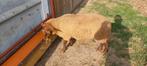 Ardense voskop ram lam, Dieren en Toebehoren, Schapen, Geiten en Varkens