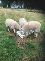 3 vrouwelijke schapen, Schaap