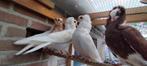 Jonge kapucijnduiven, Dieren en Toebehoren, Vogels | Duiven, Meerdere dieren, Overige soorten