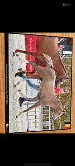 Springveulen merrie te koop, Dieren en Toebehoren, Paarden