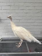 Witte pauwhaan, Dieren en Toebehoren, Pluimvee