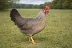 Leghorn Patrijs kippen jonge hennen beschikbaar, Dieren en Toebehoren, Vrouwelijk, Kip