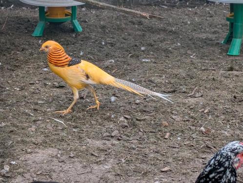 Gele goudfazant haan op kleur, Dieren en Toebehoren, Pluimvee, Overige soorten, Mannelijk