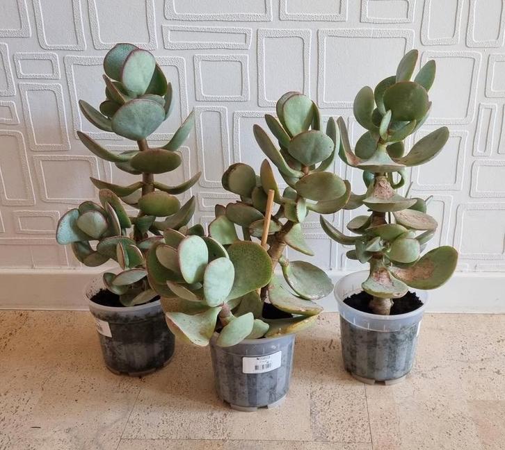Nog 1 over: Crassula arborescens, zilverjadeplant, +/- 30 cm, Maison & Meubles, Plantes d'intérieur, Plante succulente, Moins de 100 cm