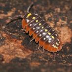 Armadillidium Klugii Montenegro, Dieren en Toebehoren