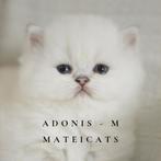 British Shorthair + Longhair Lilac Point, Dieren en Toebehoren, Meerdere dieren, Gechipt, 0 tot 2 jaar