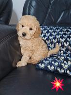 Chiots caniches, Animaux & Accessoires, Chiens | Chihuahuas & Chiens de compagnie, Chien (mâle), Caniche, Belgique, 8 à 15 semaines